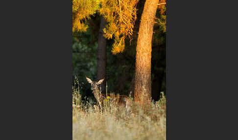 Rotwild (Cervus elaphus)