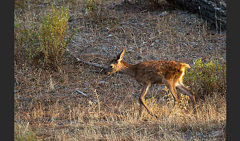 Rotwild (Cervus elaphus)