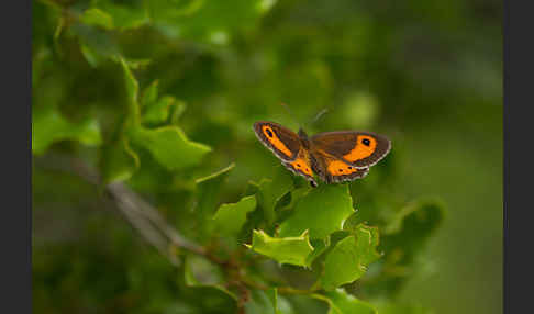 Spanisches Ochsenauge (Pyronia bathseba)