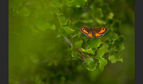 Spanisches Ochsenauge (Pyronia bathseba)