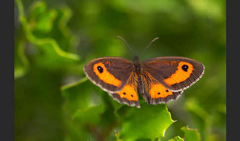 Spanisches Ochsenauge (Pyronia bathseba)