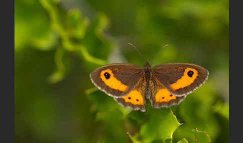 Spanisches Ochsenauge (Pyronia bathseba)