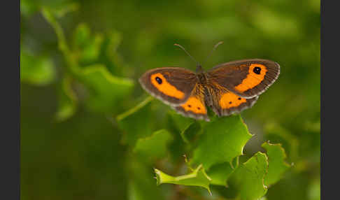 Spanisches Ochsenauge (Pyronia bathseba)