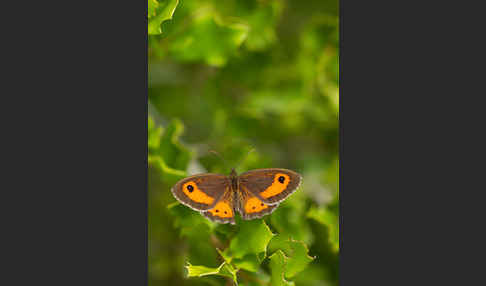 Spanisches Ochsenauge (Pyronia bathseba)