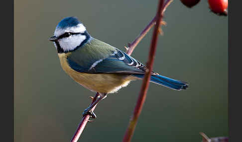 Blaumeise (Parus caeruleus)