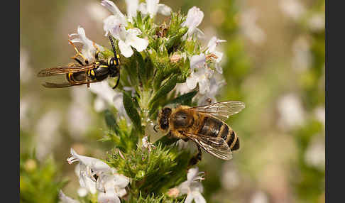 Gemeine Wespe (Vespula vulgaris)