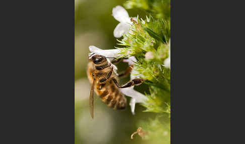 Westliche Honigbiene (Apis mellifera)