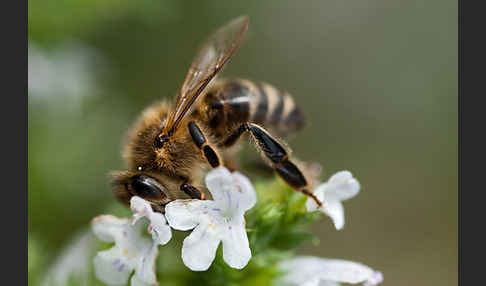 Westliche Honigbiene (Apis mellifera)