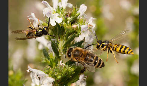 Gemeine Wespe (Vespula vulgaris)