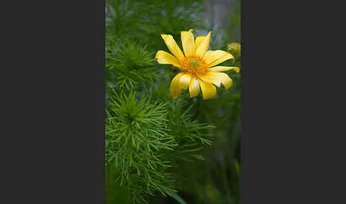 Frühlings-Adonisröschen (Adonis vernalis)