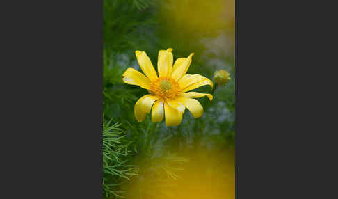 Frühlings-Adonisröschen (Adonis vernalis)