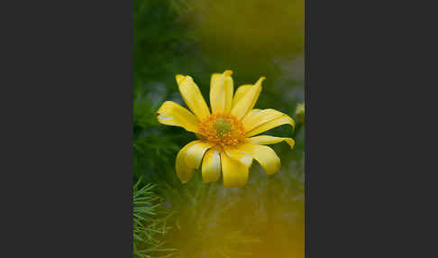 Frühlings-Adonisröschen (Adonis vernalis)