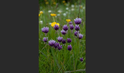 Alvar Schnitt-Lauch (Allium schoenoprasum var. Alvarense)