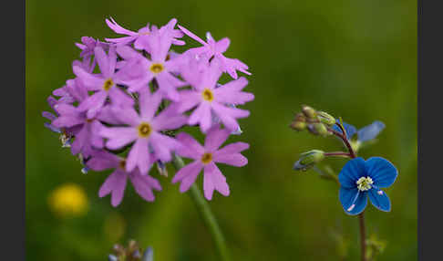 Mehlige Schlüsselblume (Primula farinosa)