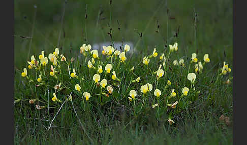 Gelbe Spargelerbse (Tetragonolobus maritimus)