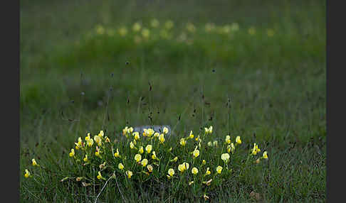 Gelbe Spargelerbse (Tetragonolobus maritimus)