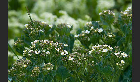 Meerkohl (Crambe maritima)