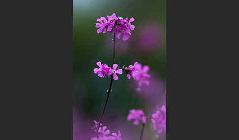 Gemeine Pechnelke (Lychnis viscaria)