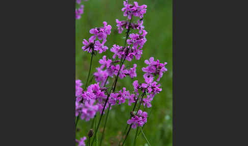 Gemeine Pechnelke (Lychnis viscaria)