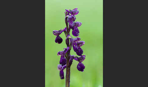 Kleines Knabenkraut (Orchis morio)