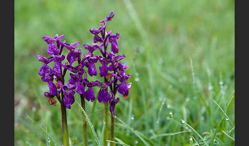 Kleines Knabenkraut (Orchis morio)