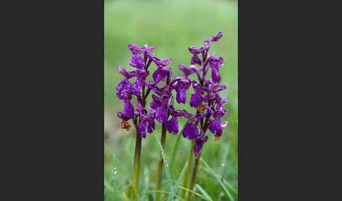 Kleines Knabenkraut (Orchis morio)