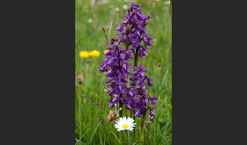 Kleines Knabenkraut (Orchis morio)