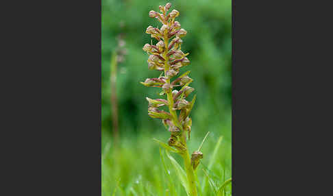 Grüne Hohlzunge (Coeloglossum viride)