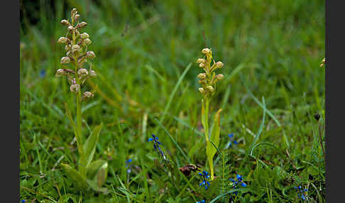 Grüne Hohlzunge (Coeloglossum viride)