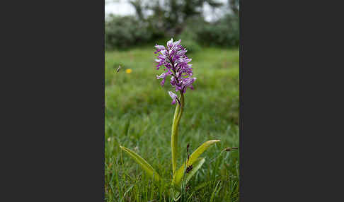 Helm-Knabenkraut (Orchis militaris)