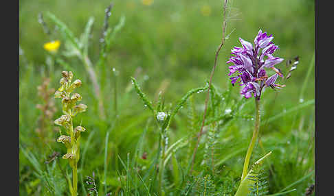 Grüne Hohlzunge (Coeloglossum viride)