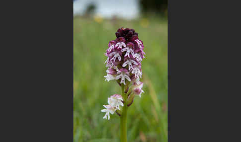 Brand-Knabenkraut (Orchis ustulata)