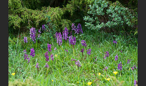 Manns-Knabenkraut (Orchis mascula)