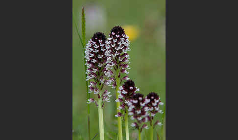 Brand-Knabenkraut (Orchis ustulata)