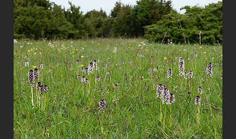 Brand-Knabenkraut (Orchis ustulata)