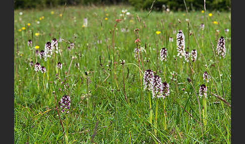 Brand-Knabenkraut (Orchis ustulata)