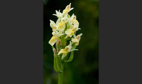 Holunder-Knabenkraut (Dactylorhiza sambucina)