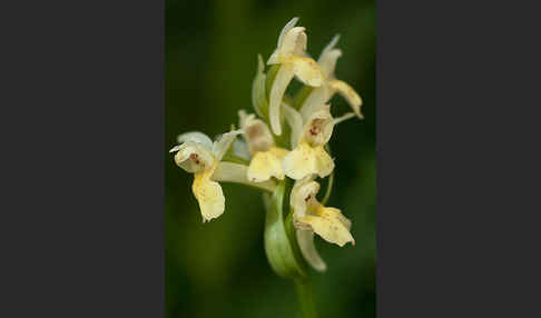 Holunder-Knabenkraut (Dactylorhiza sambucina)