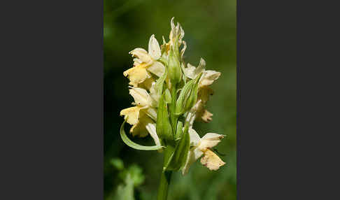 Holunder-Knabenkraut (Dactylorhiza sambucina)