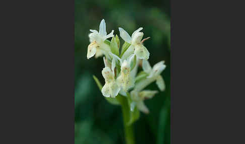 Holunder-Knabenkraut (Dactylorhiza sambucina)