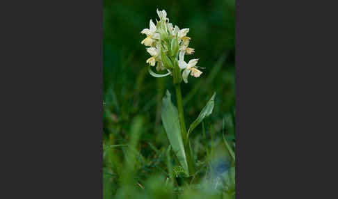 Holunder-Knabenkraut (Dactylorhiza sambucina)