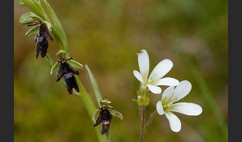 Fliegen-Ragwurz (Ophrys insectifera)