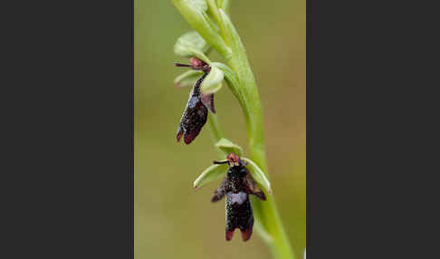 Fliegen-Ragwurz (Ophrys insectifera)