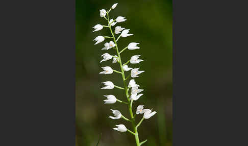 Schwertblättriges Waldvögelein (Cephalanthera longifolia)