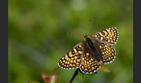 Gemeiner Scheckenfalter (Melitaea cinxia)