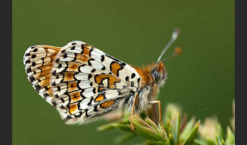 Gemeiner Scheckenfalter (Melitaea cinxia)