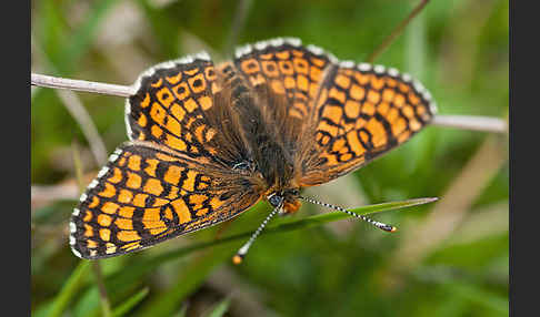 Gemeiner Scheckenfalter (Melitaea cinxia)