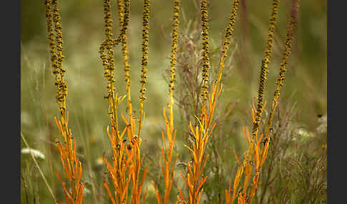 Färber-Wau (Reseda luteola)