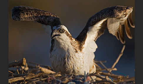 Fischadler (Pandion haliaetus)