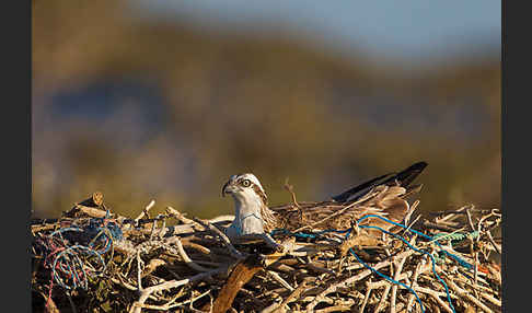 Fischadler (Pandion haliaetus)